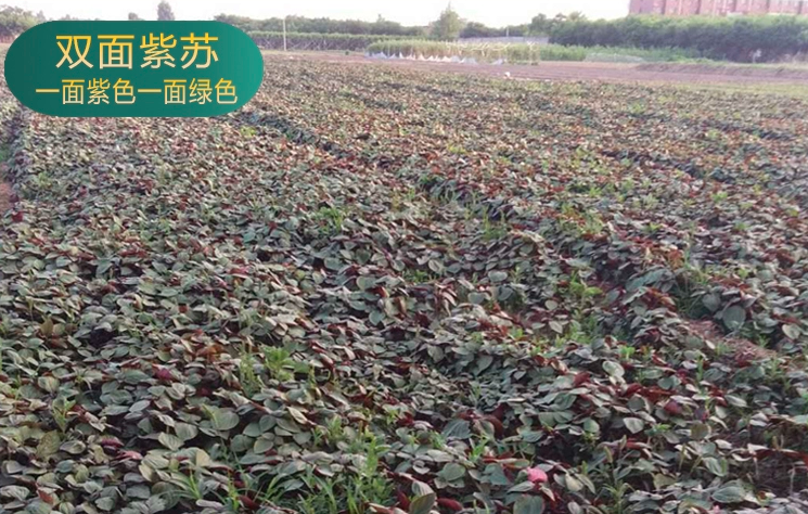 Perilla frutescens Seeds | Beefsteak Plant | Zi Su | 300pcs/bag-Pure Chinese Herb™