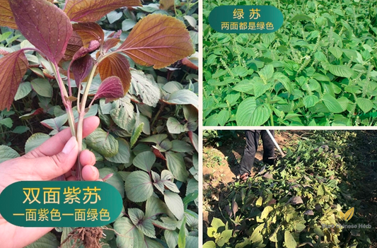 Perilla frutescens Seeds | Beefsteak Plant | Zi Su | 300pcs/bag-Pure Chinese Herb™