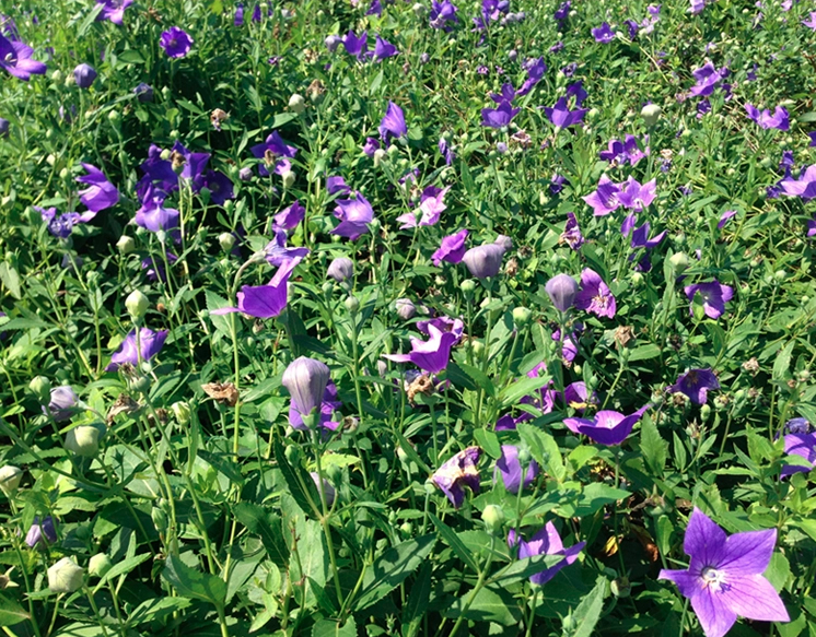 Platycodon Grandiflorus Seeds | Chinese Bellflower | Jie Geng | 200pcs/bag-Pure Chinese Herb™