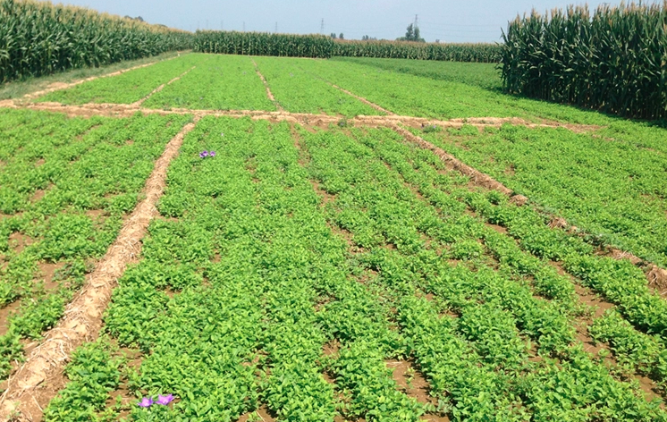 Platycodon Grandiflorus Seeds | Chinese Bellflower | Jie Geng | 200pcs/bag-Pure Chinese Herb™
