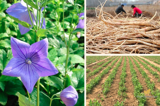 Platycodon Grandiflorus Seeds | Chinese Bellflower | Jie Geng | 200pcs/bag-Pure Chinese Herb™