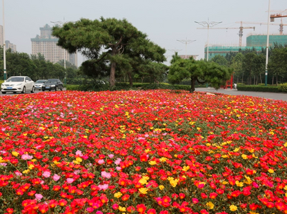 Portulaca Grandiflora Seeds | Moss Rose | Tai Yang Hua | Eleven O’Clock | 200pcs/bag-Pure Chinese Herb™