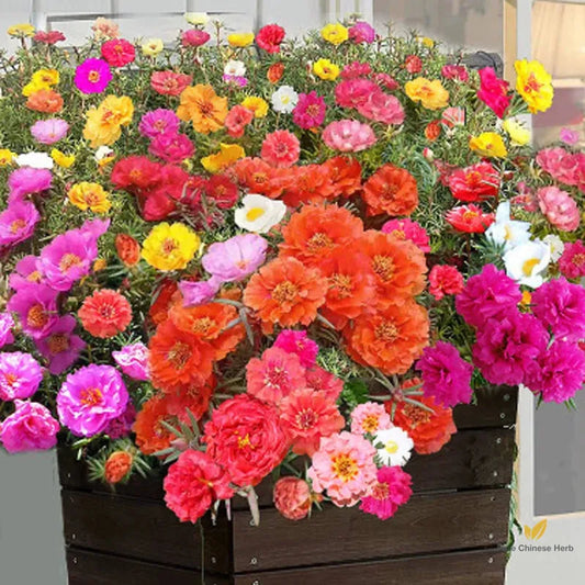 Portulaca Grandiflora Seeds | Moss Rose | Tai Yang Hua | Eleven O’Clock | 200pcs/bag-Pure Chinese Herb™