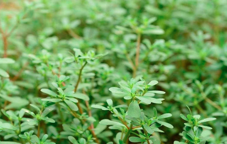 Portulaca oleracea Seeds | Little Hogweed | Common Purslane | Ma Chi Xian | 300pcs/bag-Pure Chinese Herb™