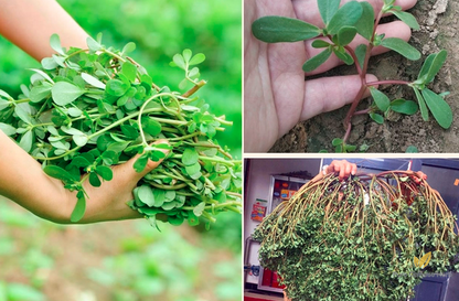 Portulaca oleracea Seeds | Little Hogweed | Common Purslane | Ma Chi Xian | 300pcs/bag-Pure Chinese Herb™