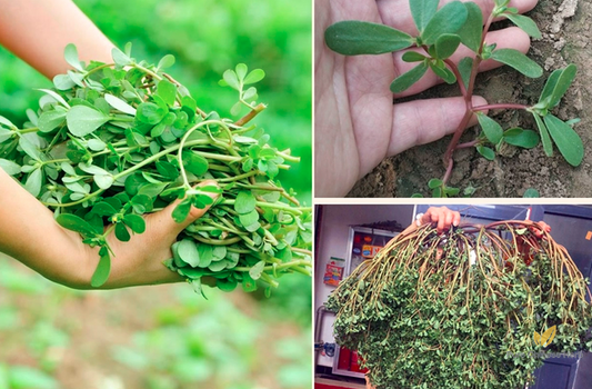 Portulaca oleracea Seeds | Little Hogweed | Common Purslane | Ma Chi Xian | 300pcs/bag-Pure Chinese Herb™