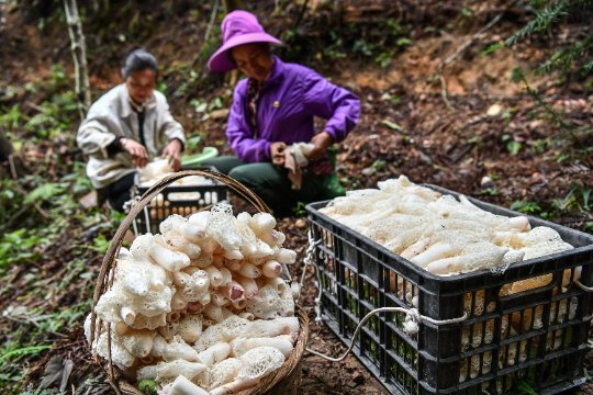 Precious Bamboo Fungus | Dictyophora Indusiata | Zhú Sūn-Pure Chinese Herb™