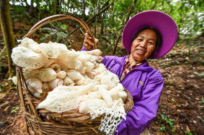Precious Bamboo Fungus | Dictyophora Indusiata | Zhú Sūn-Pure Chinese Herb™