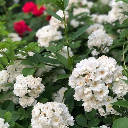 Premium Flower Tea | Rosa Multiflora | Dry Flower of Baby Rose | Qiáng Wēi Huā-Pure Chinese Herb™