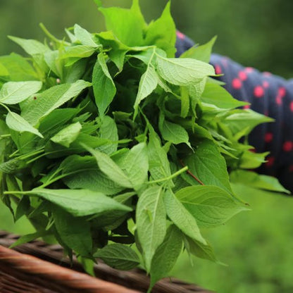 Premium Folium Eucommiae | Dried Eucommia Leaf | Eucommia ulmoides Oliv. | Dù Zhòng Yè-Pure Chinese Herb™