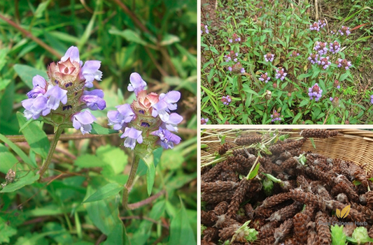 Prunella vulgaris Seeds | Common Self-heal | Xia Ku Cao | 500pcs/bag-Pure Chinese Herb™
