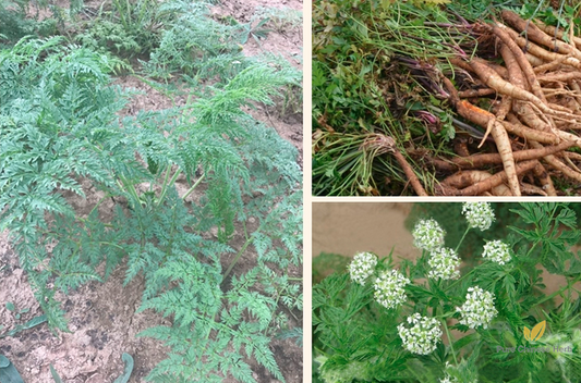 Radix Adenophorae Seeds | Adenophora tetraphylla | Nan Sha Shen | 100pcs/bag-Pure Chinese Herb™