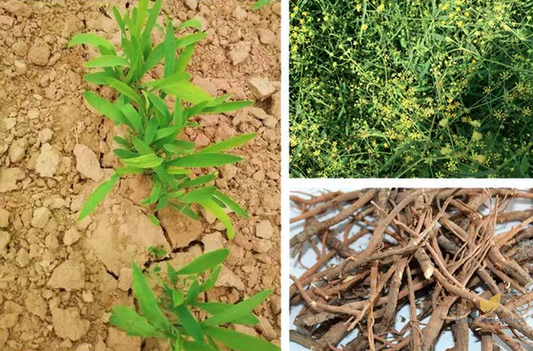 Radix Bupleuri Seeds | Bupleurum Chinense | Thorowax Chai Hu | 200pcs/bag-Pure Chinese Herb™