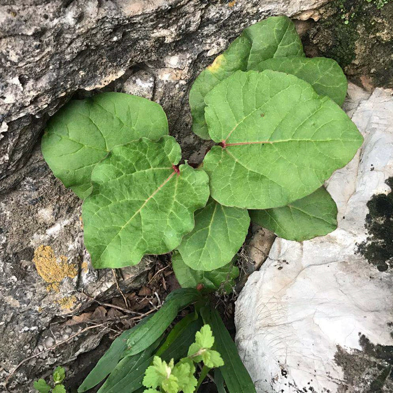 Rheum Palmatum Seeds | Chinese Rhubarb | Turkish Rhubarb Da Huang | 100pcs/bag-Pure Chinese Herb™