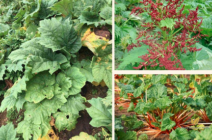 Rheum Palmatum Seeds | Chinese Rhubarb | Turkish Rhubarb Da Huang | 100pcs/bag-Pure Chinese Herb™