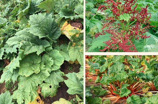 Rheum Palmatum Seeds | Chinese Rhubarb | Turkish Rhubarb Da Huang | 100pcs/bag-Pure Chinese Herb™