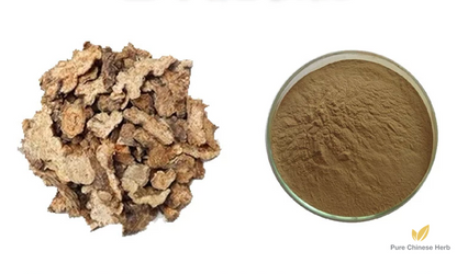 Rhizoma Atractylodis Extract 20:1 | Swordlike Atractylodes Rhizome Extract | Cang Zhu-Pure Chinese Herb™