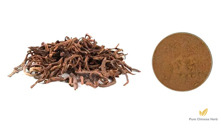 Rhizoma Drynariae Extract 20:1 | Fortune's Drynaria Rhizome | Gu Sui Bu-Pure Chinese Herb™