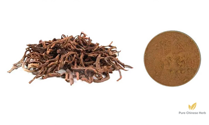 Rhizoma Drynariae Extract 20:1 | Fortune's Drynaria Rhizome | Gu Sui Bu-Pure Chinese Herb™