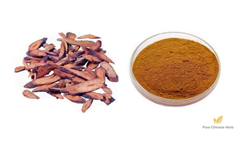Sarcandra Glabra Extract 20:1 | Glabrous Sarcandra Herb | Zhong Jie Feng-Pure Chinese Herb™