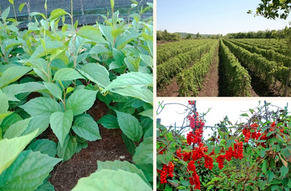 Schisandra chinensis Seeds | Magnolia Vine | Wu Wei Zi | 100pcs/bag-Pure Chinese Herb™