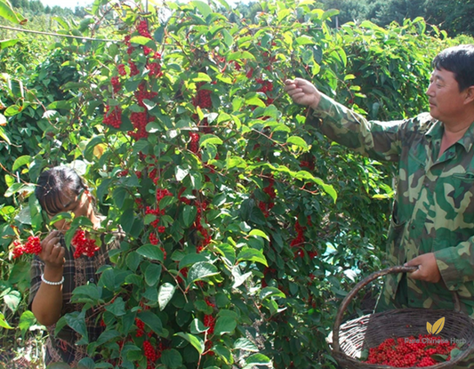 Schisandra chinensis Seeds | Magnolia Vine | Wu Wei Zi | 100pcs/bag-Pure Chinese Herb™