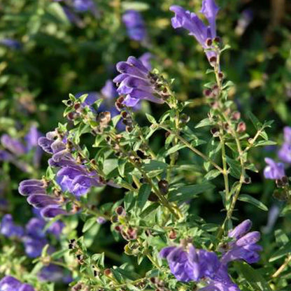 Scutellaria barbata Seeds | Barbed Skullcap | Ban Zhi Lian | 200pcs/bag-Pure Chinese Herb™
