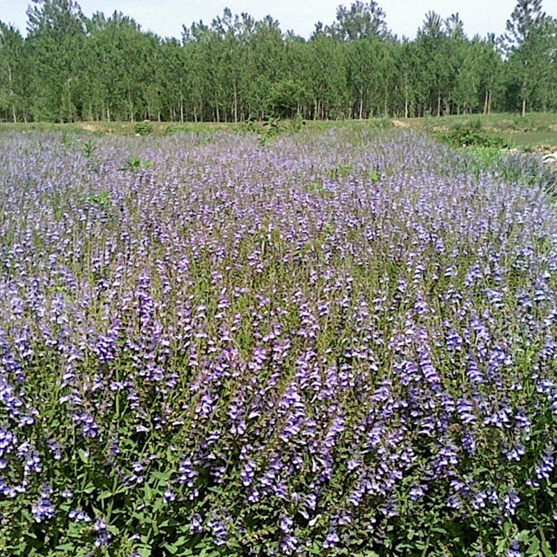 Scutellaria barbata Seeds | Barbed Skullcap | Ban Zhi Lian | 200pcs/bag-Pure Chinese Herb™