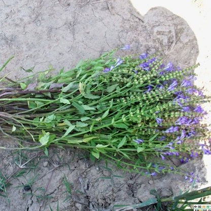 Scutellaria barbata Seeds | Barbed Skullcap | Ban Zhi Lian | 200pcs/bag-Pure Chinese Herb™