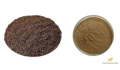 Semen Astragali Complanati Extract 20:1 | Flastem Milkvetch Seed | Huang Qi Zhong Zi-Pure Chinese Herb™