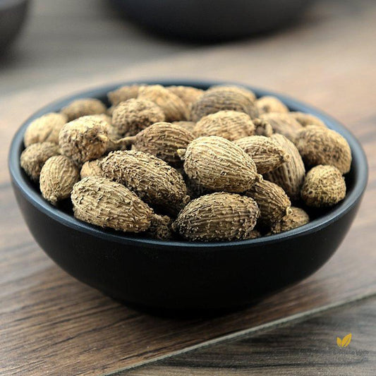 Sha Ren Cocklebur-like Amomum Fruit Villous Amomum Fruit Fructus Amomi-Pure Chinese Herb™