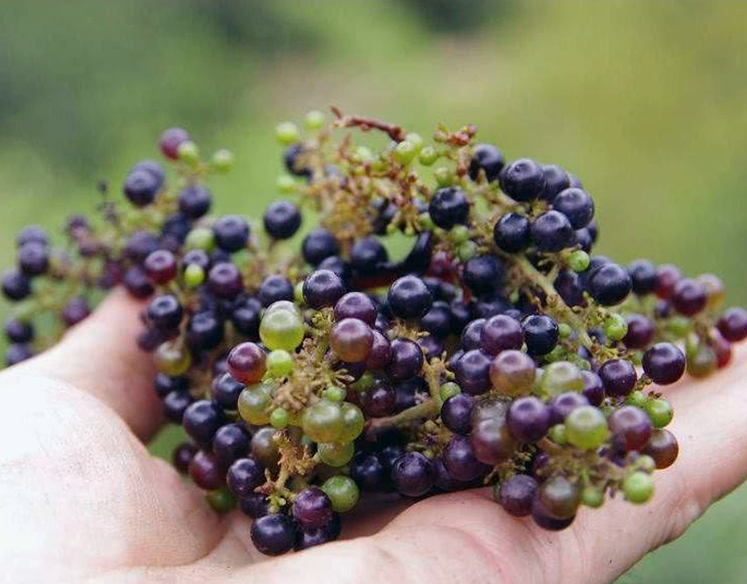 Solanum nigrum Seeds | Black Nightshade | Blackberry Nightshade | Long Kui | 200pcs/bag-Pure Chinese Herb™