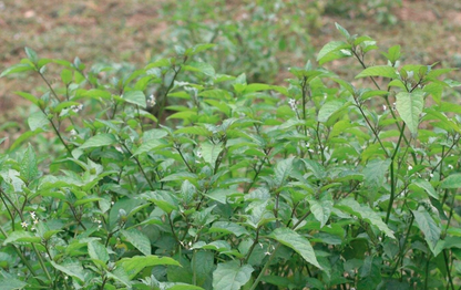 Solanum nigrum Seeds | Black Nightshade | Blackberry Nightshade | Long Kui | 200pcs/bag-Pure Chinese Herb™
