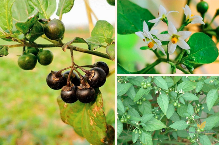 Solanum nigrum Seeds | Black Nightshade | Blackberry Nightshade | Long Kui | 200pcs/bag-Pure Chinese Herb™