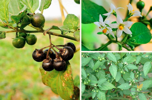 Solanum nigrum Seeds | Black Nightshade | Blackberry Nightshade | Long Kui | 200pcs/bag-Pure Chinese Herb™
