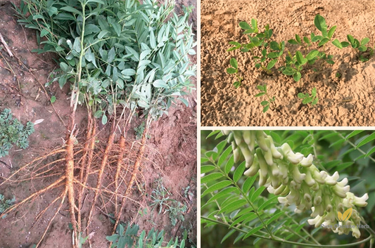 Sophora Flavescens Seeds | Shrubby Sophora | Bitter Ginseng Ku Shen | 100pcs/bag-Pure Chinese Herb™