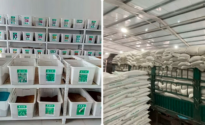 Taraxacum Officinale Seeds | Common Dandelion | Pu Gong Ying | 200pcs/bag-Pure Chinese Herb™