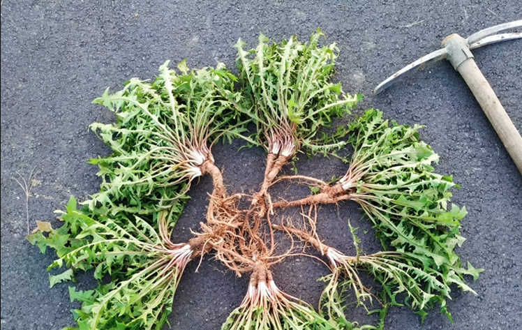 Taraxacum Officinale Seeds | Common Dandelion | Pu Gong Ying | 200pcs/bag-Pure Chinese Herb™