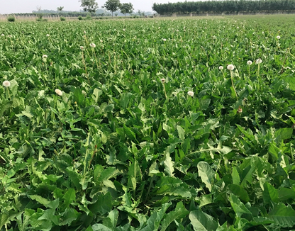 Taraxacum Officinale Seeds | Common Dandelion | Pu Gong Ying | 200pcs/bag-Pure Chinese Herb™