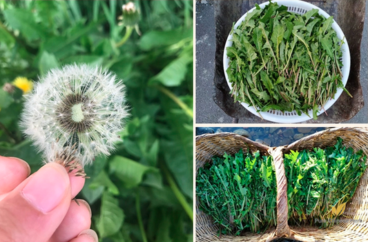 Taraxacum Officinale Seeds | Common Dandelion | Pu Gong Ying | 200pcs/bag-Pure Chinese Herb™