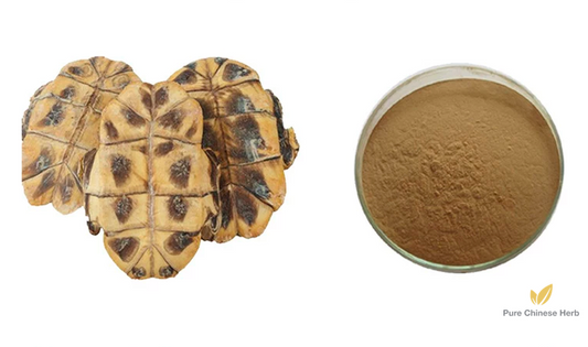 Tortoise Shell Extract 10:1 | Carapax et Plastrum Testudinis | Gui Jia-Pure Chinese Herb™
