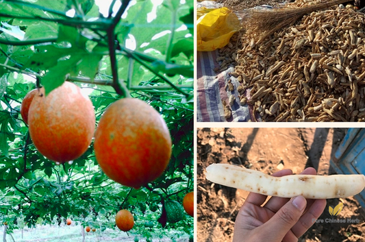 Trichosanthes Kirilowii Seeds | Chinese Cucumber Seed | Gua Lou | 50pcs/bag-Pure Chinese Herb™