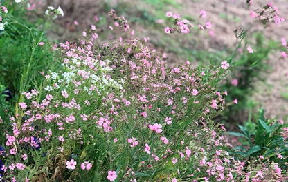 Vaccaria segetalis Seeds | Prairie Carnation | Wang Bu Liu Xing | 200pcs/bag-Pure Chinese Herb™