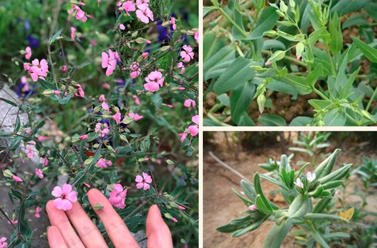 Vaccaria segetalis Seeds | Prairie Carnation | Wang Bu Liu Xing | 200pcs/bag-Pure Chinese Herb™