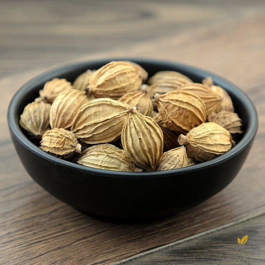 Xiang Sha Ren Cocklebur-like Amomum Fruit Fructus Amomi-Pure Chinese Herb™